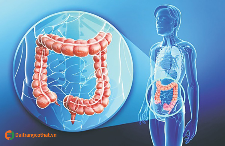 Vị trí của đại tràng trong ống tiêu hóa 2 Vị trí của đại tràng trong ống tiêu hóa 2